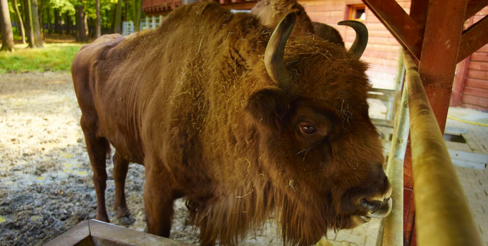 Weekend z dziećmi w okolicy Katowic